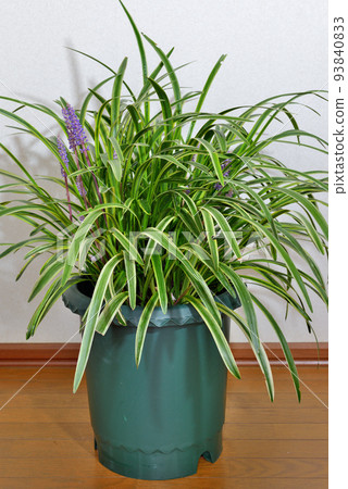 Yaburan盆栽 93840833