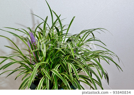 Yaburan盆栽 Yaburan盆栽 93840834