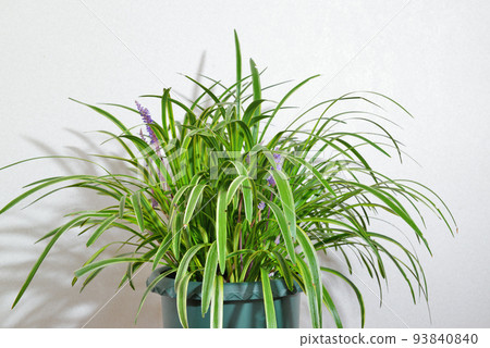 Yaburan potted plant Yaburan potted plant 93840840