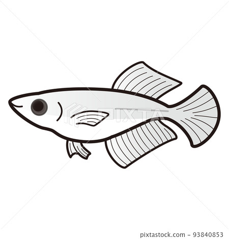 Illustration of panda white killifish Illustration of panda white killifish 93840853
