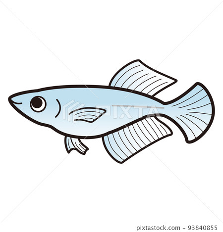 Illustration of Blue Hikari Medaka 93840855