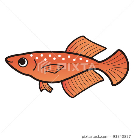 跛腳紅燈鱂魚的插圖 93840857