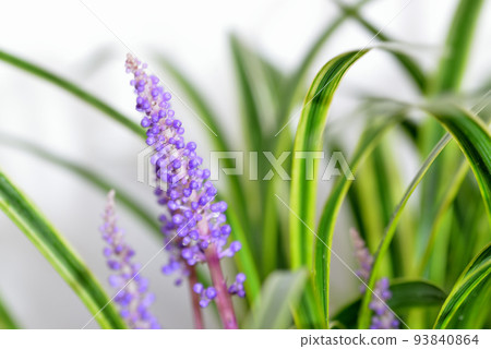 Yaburan potted plant Yaburan potted plant 93840864
