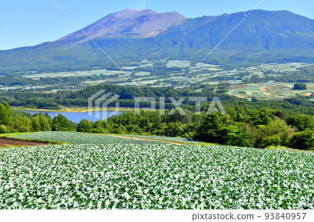 View of Lake Tashiro and Mount Asama from Tsumagoi Village (Tsumagoi Village, Gunma Prefecture) [August 2022] 93840957