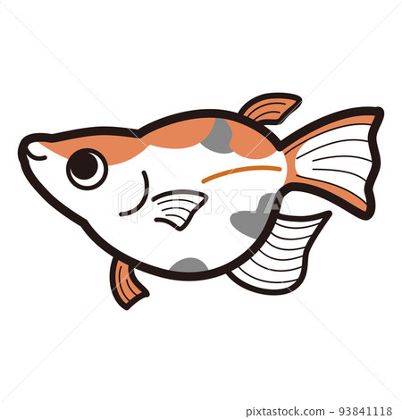 三色達摩鱂魚插圖 三色達摩鱂魚插圖 93841118