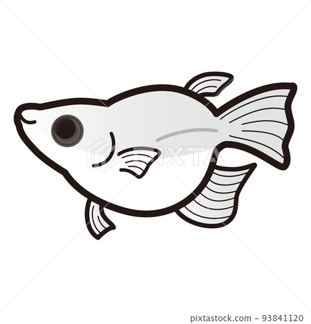 熊貓白達摩鱂魚的插圖 熊貓白達摩鱂魚的插圖 93841120
