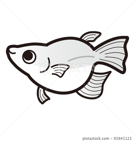 白色達摩鱂魚的插圖 白色達摩鱂魚的插圖 93841121