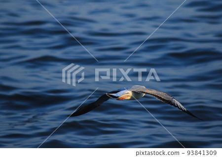 Brown-headed Gull is found along the coast or estuary. Find food by swimming or hovering over floating food. Brown-headed Gull is found along the coast or estuary. Find food by swimming or hovering over floating food. 93841309