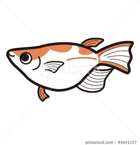 Illustration of Red and White Half Daruma Medaka 93841337