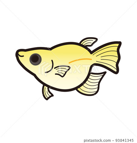 Illustration of panda golden daruma killifish Illustration of panda golden daruma killifish 93841345