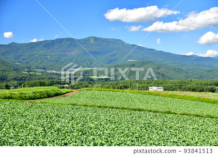 Looking towards Kusatsu-Shiraneyama from Tsumagoi Village (Tsumagoi Village, Gunma Prefecture) [August 2022] 93841513