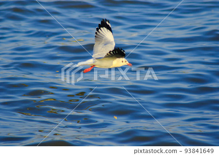 Brown-headed Gull is found along the coast or estuary. Find food by swimming or hovering over floating food. 93841649