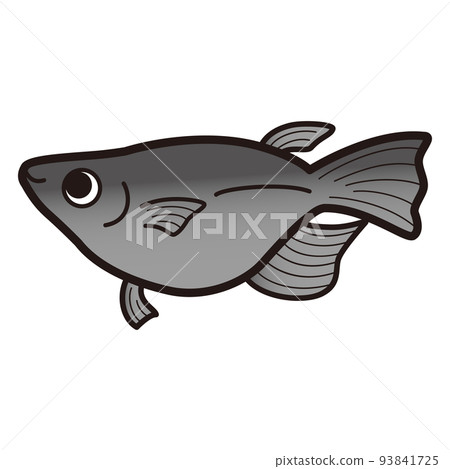 Illustration of black half daruma killifish 93841725