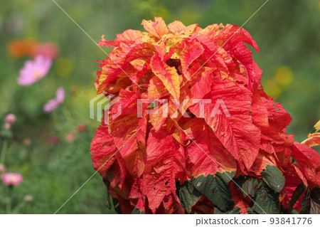 Hagiteito Hagiteito 93841776