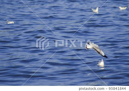 Brown-headed Gull forage by swimming or hovering over floating food. along the coast or river mouth 93841844