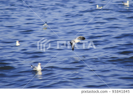 Brown-headed Gull forage by swimming or hovering over floating food. along the coast or river mouth 93841845