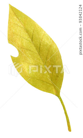 Colored pencil drawing one point of fallen leaves in autumn and winter 93842124