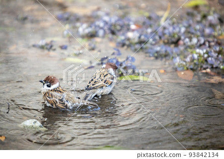 Winter puddle, sparrow bathing scenery-3 Winter puddle, sparrow bathing scenery-3 93842134