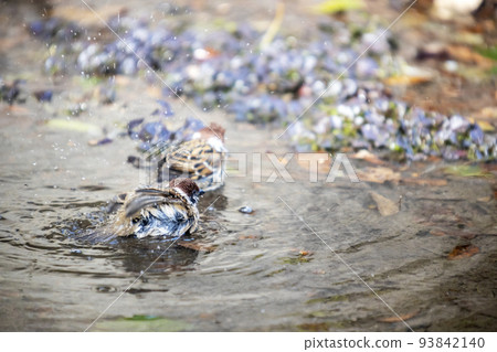 Winter puddle, sparrow bathing scenery-8 Winter puddle, sparrow bathing scenery-8 93842140