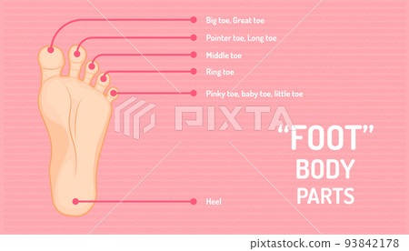 anatomy of foot. name of finger or toe and other. beautiful color background. vector illustration eps10 93842178