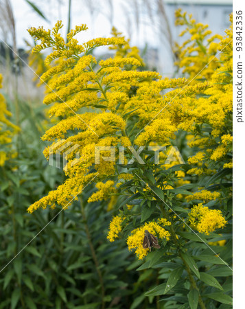 Seiitokawadassi 93842336