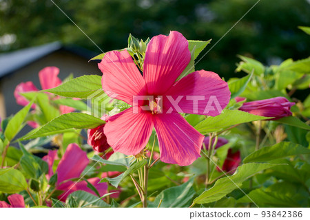 Hibiscus flowers in the sun 93842386