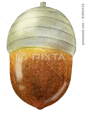 One point of oak tree acorn drawing with colored pencils 93842418