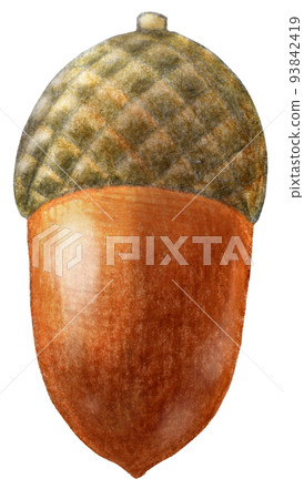 One point of colored pencil drawing of Shiinoki acorn 93842419