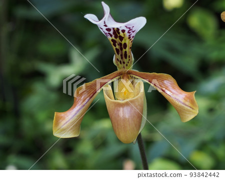 Paphiopedilum gratrixianum Paphiopedilum gratrixianum Paphiopedilum gratrixianum Paphiopedilum gratrixianum 93842442