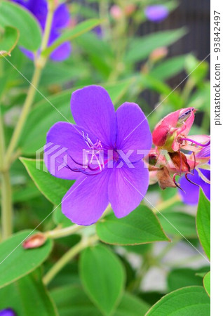One day flower Shikonnobotan (Murasakikonno peony) One day flower Shikonnobotan (Murasakikonno peony) 93842497