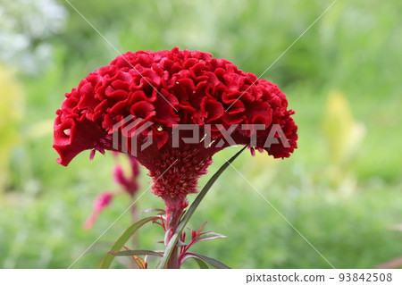 Red cockscomb flower blooming in Japanese summer garden 93842508