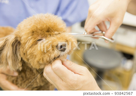 獸醫醫院的女人手修剪狗 93842567