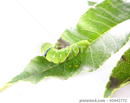 Caterpillar caterpillar larva swallowtail butterfly Caterpillar caterpillar larva swallowtail butterfly 93842772