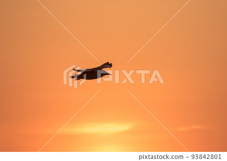 Silhouette of seagulls flying in the sky with orange sunset light. Silhouette of seagulls flying in the sky with orange sunset light. 93842801