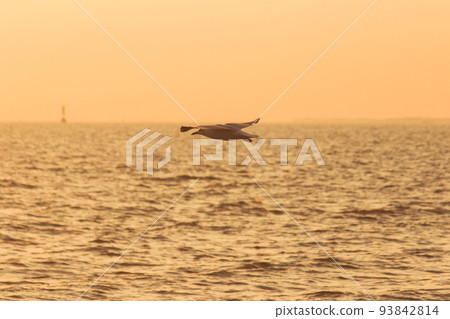 Silhouette of seagulls flying in the sky with orange sunset light. 93842814