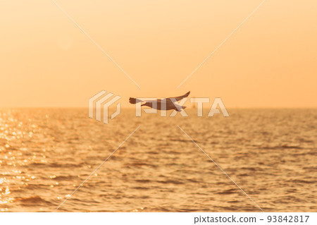 Silhouette of seagulls flying in the sky with orange sunset light. Silhouette of seagulls flying in the sky with orange sunset light. 93842817