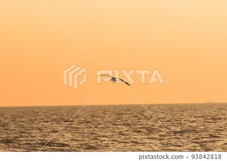 Silhouette of seagulls flying in the sky with orange sunset light. Silhouette of seagulls flying in the sky with orange sunset light. 93842818