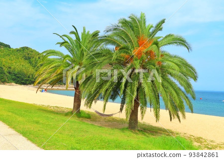 Palm trees, hammocks and beaches Palm trees, hammocks and beaches 93842861