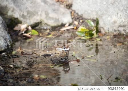 Winter puddle, sparrow bathing scenery-15 Winter puddle, sparrow bathing scenery-15 93842991
