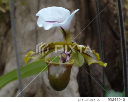 Paphiopedilum spicerianum Paphiopedilum spicerianum Paphiopedilum spicerianum Paphiopedilum spicerianum 93843040