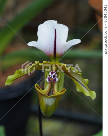 Paphiopedilum spicerianum Paphiopedilum spicerianum 93843042