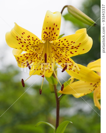 Star lily Lilium lancifolium var. flaviflorum Star lily Lilium lancifolium var. flaviflorum 93843337