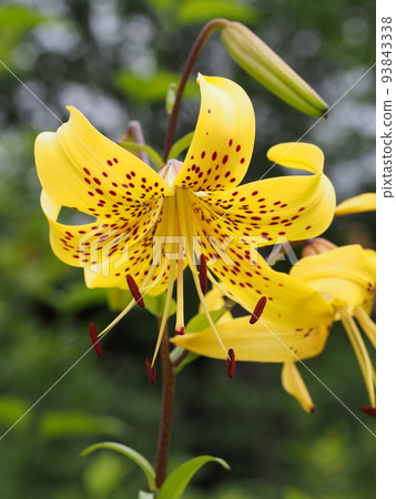Star lily Lilium lancifolium var. flaviflorum Star lily Lilium lancifolium var. flaviflorum 93843338