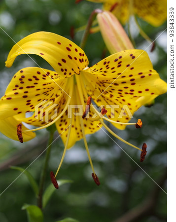 Scutellaria lily Lilium lancifolium var. flaviflorum Scutellaria lily Lilium lancifolium var. flaviflorum 93843339