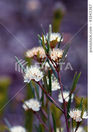 Star like cream flowers of the Australian native Phebalium squamulosum, family Rutaceae, growing in Sydney heath, NSW. Winter and spring flowering. 93843367