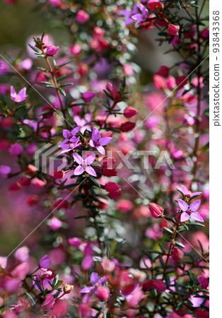 Beautiful pink flowers of the Australian native Boronia ledifolia, family Rutaceae, growing in Sydney sclerophyll forest. Winter to spring flowering. 93843368