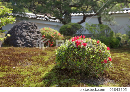京都市左京區一乘寺園內的圓光寺杜鵑花 京都市左京區一乘寺園內的圓光寺杜鵑花 93843505