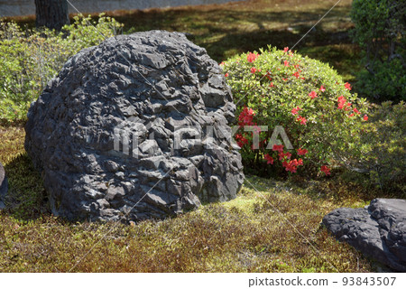 京都市左京區一乘寺園內的圓光寺杜鵑花 京都市左京區一乘寺園內的圓光寺杜鵑花 93843507