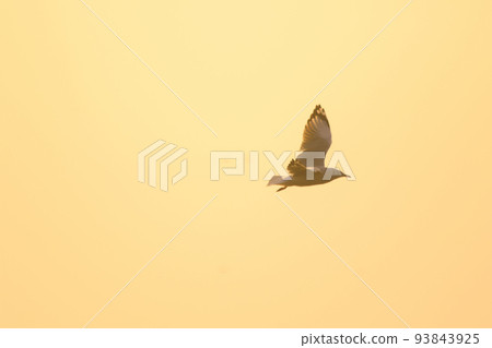 Silhouette of seagulls flying in the sky with orange sunset light. 93843925