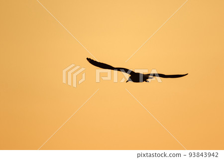 Silhouette of seagulls flying in the sky with orange sunset light. Silhouette of seagulls flying in the sky with orange sunset light. 93843942